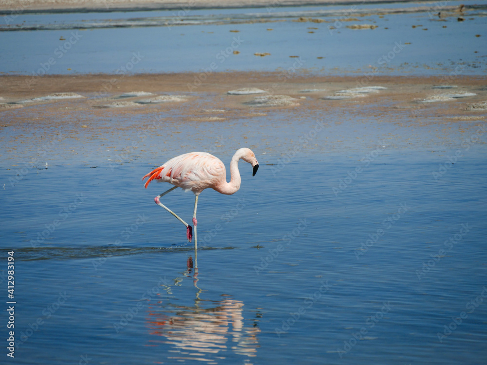 Obraz premium Flamingo's in Chille, atacama san pedro