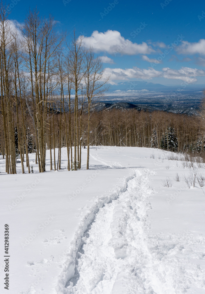 Snowshoe Tracks Leading into Barren Aspen Trees Snowshoe Tracks Leading into Barren Aspen Trees