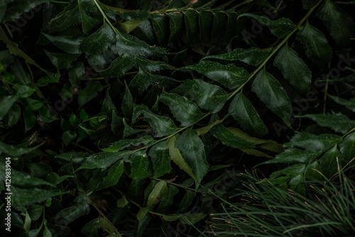 Green plants in ivy greenhouse