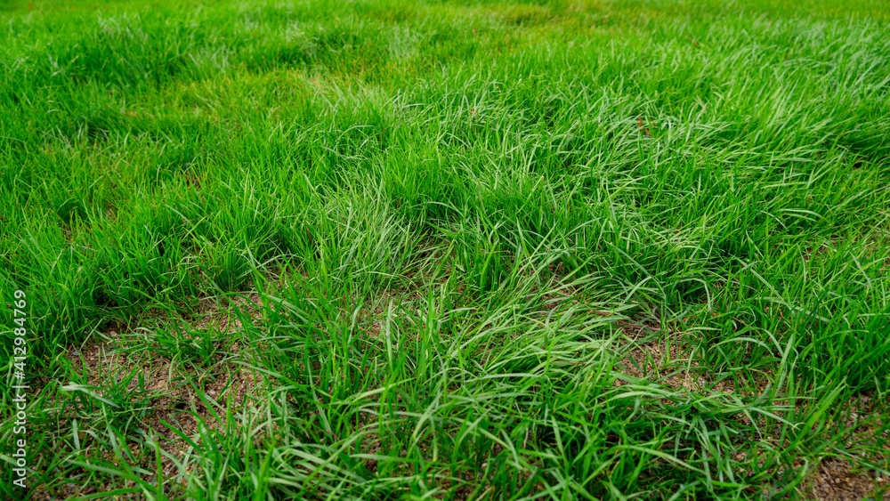 The Lush Meadows of the park The Lush Meadows of the park