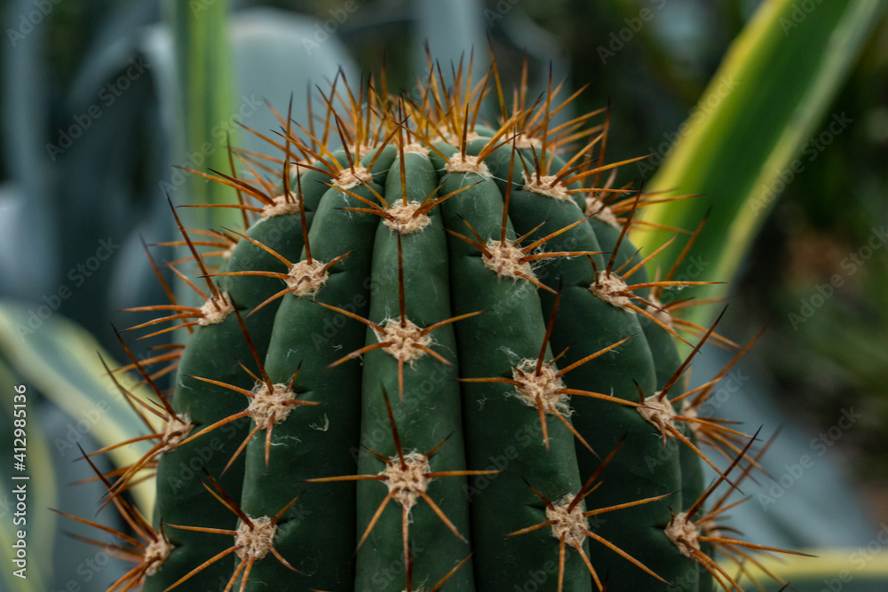 Cactu growing in a greenhouse