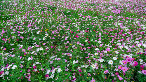 The garden is full of Gesang Flowers