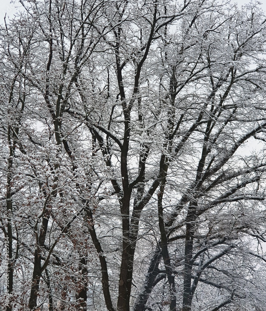 Treetops with branches covered with freshly fallen snow, on a background of white winter sky, close up Treetops with branches covered with freshly fallen snow, on a background of white winter sky, close up