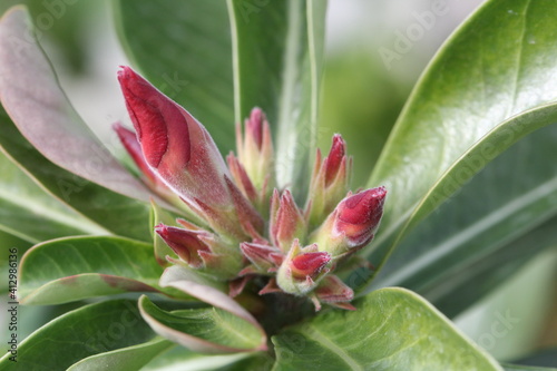 Tableau sur toile Pink Desert Rose about to bloom
