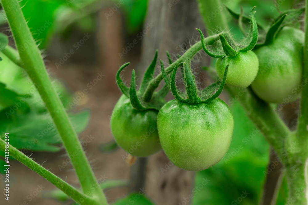 Green tomatoes on the twigs in garden. Branch with tomatoes on green grass background Green tomatoes on the twigs in garden. Branch with tomatoes on green grass background