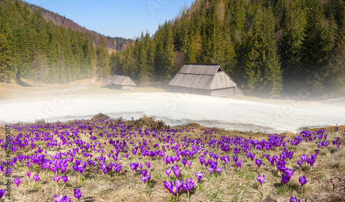 Fototapeta Naklejka Na Ścianę i Meble -  Crocuses in the Tatra Valley