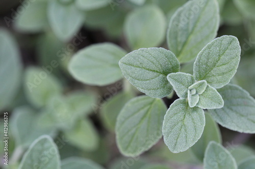 Oregano Leaves against a natural green background