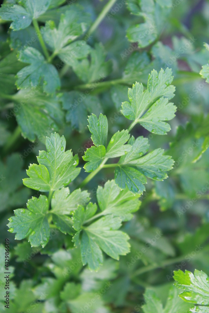 Fototapeta premium Flat Italian Parsely plant leaves vertical array