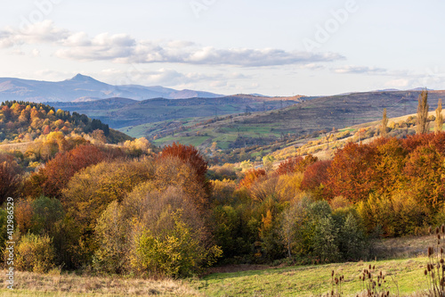 Fototapeta Naklejka Na Ścianę i Meble -  Autumn mountain landscape - yellowed and reddened autumn trees combined with green needles and blue skies. Colorful autumn landscape scene in the Ukrainian Carpathians. Panoramic view.