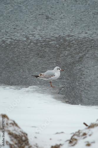In a snowing day a seagull standing in water  