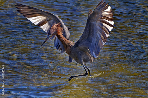 Beautiful Reddish Egret runs across water in Gulf of Mexico waters of South Padre Island in Texas photo