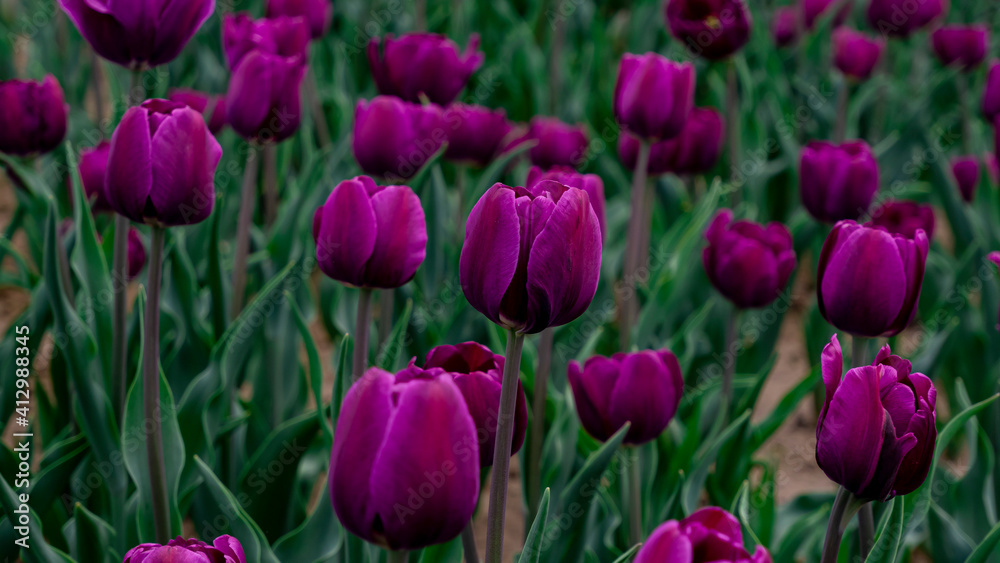 Tulips in full bloom in the park