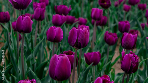 Tulips in full bloom in the park