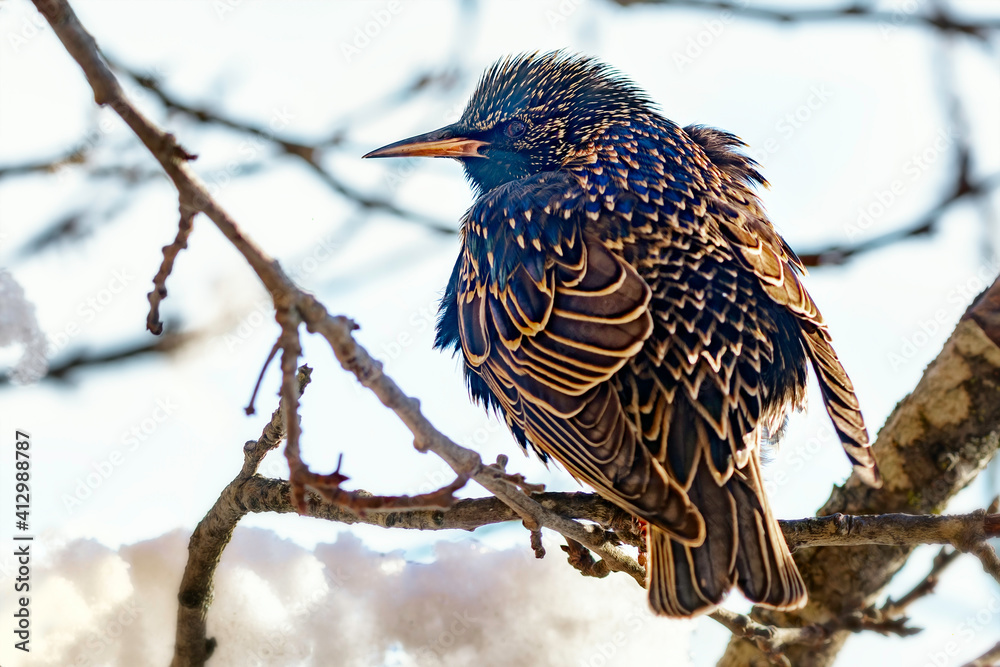 Gemeiner Star (Sturnus vulgaris)