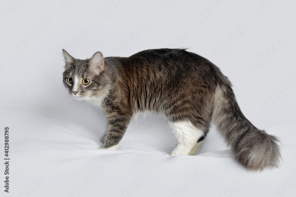 Portrait of a young fluffy cat of a dark color with stripes standing on a gray background. Studio portrait of standing cat on gray background