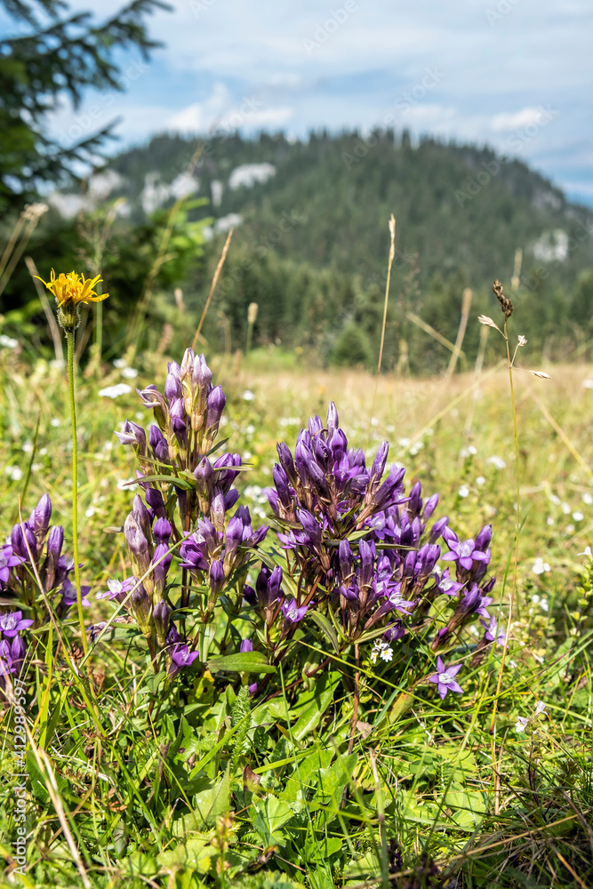 Fototapeta premium Purple flowers, Low Tatras mountains, Slovakia