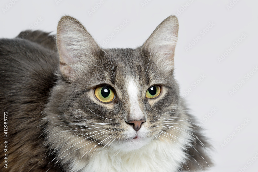Obraz premium Close-up portrait of a young fluffy cat of dark color with stripes on a gray background. Close-up portrait of a young cat on a gray background