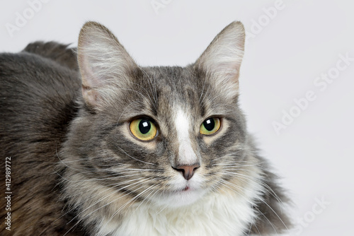 Close-up portrait of a young fluffy cat of dark color with stripes on a gray background. Close-up portrait of a young cat on a gray background © FedotovAnatoly