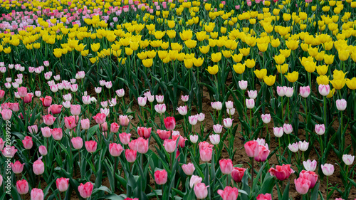 Tulips in full bloom in the park