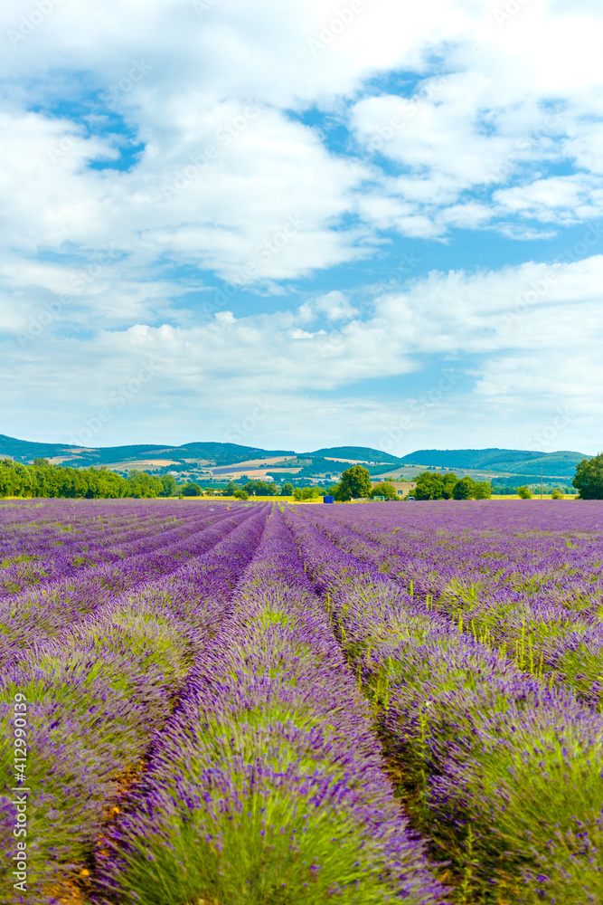 lavender field and blue sky in summer