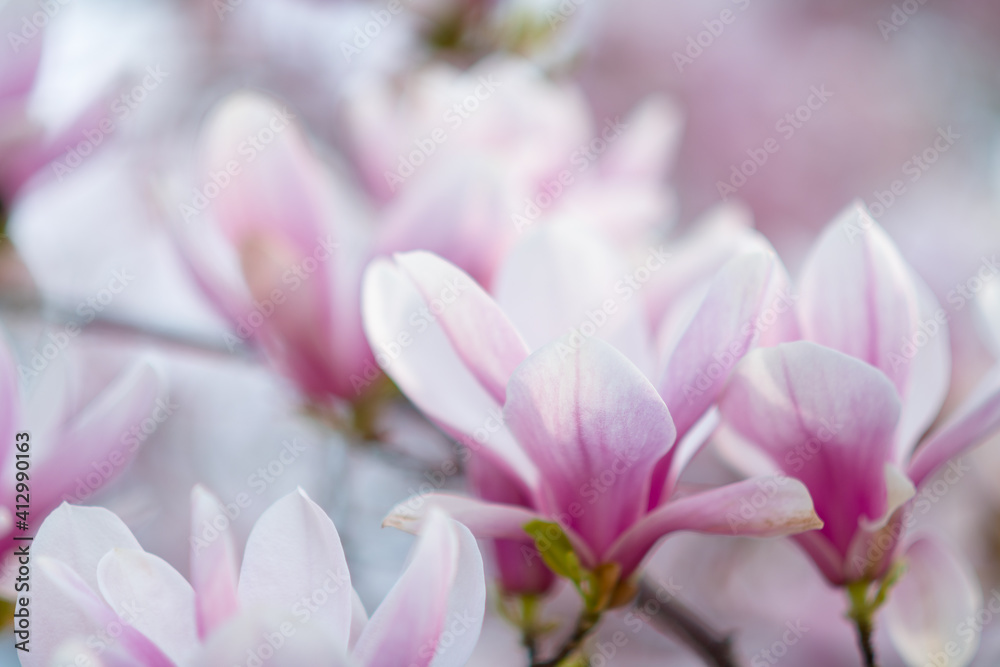 Closeup on magnolia in spring