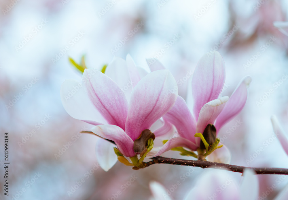 Obraz premium Closeup on magnolia in spring