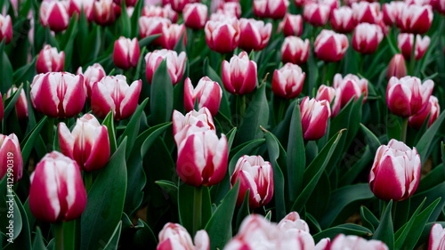 Tulips in full bloom in the park