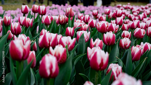 Tulips in full bloom in the park