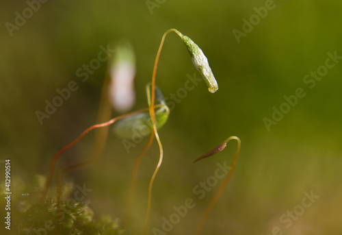 Close-up of the green cylindrical, drooping capsules of moss, probably Capillary Thread-moss 
