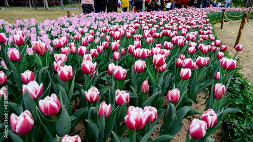 Tulips in full bloom in the park