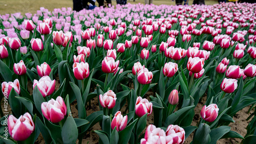 Tulips in full bloom in the park