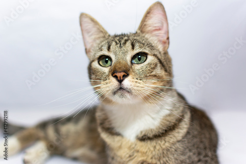 Fototapeta Naklejka Na Ścianę i Meble -  Beautiful spotted kitten reclining modeling