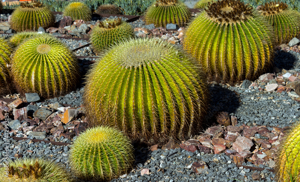 Beautiful cactus in the garden,California. Beautiful cactus in the garden,California.