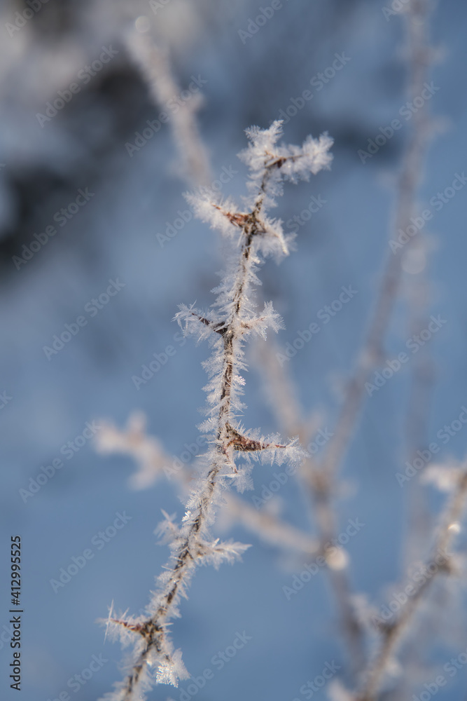 Frozen branches. Ice on the bushes in the winter season