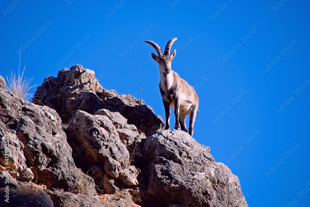 Mancho de cabra hispánica sobre la cima, en las sierras de Cazorla, Segura y Las Villas.
