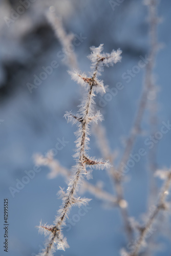 Frozen branches. Ice on the bushes in the winter season © AdobeTim82