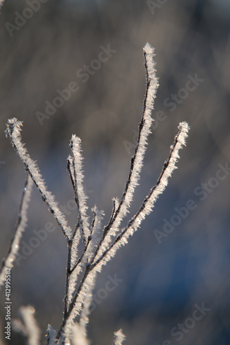 Frozen branches. Ice on the bushes in the winter season