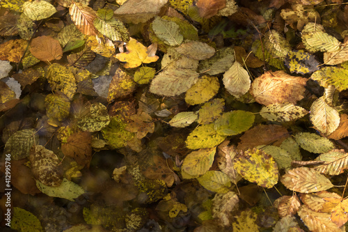 Background autumn leaves on the ground