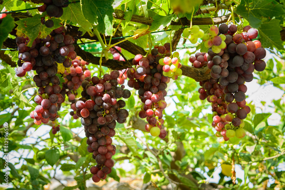 Racimos de sabrosas uvas rojas madurando para su recolección