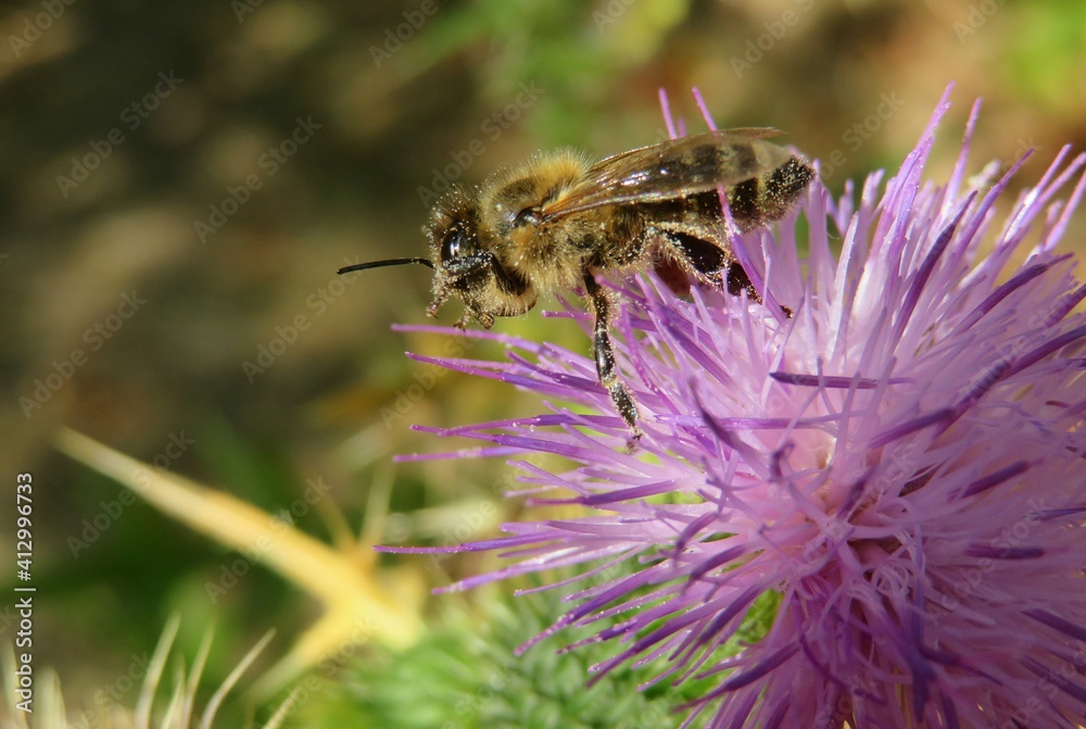 Bee on purple thistle flower in the meadow, closeup Bee on purple thistle flower in the meadow, closeup