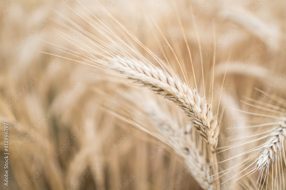 Close-up of ripe dry wheat. Beautiful natural brown grass background Close-up of ripe dry wheat. Beautiful natural brown grass background