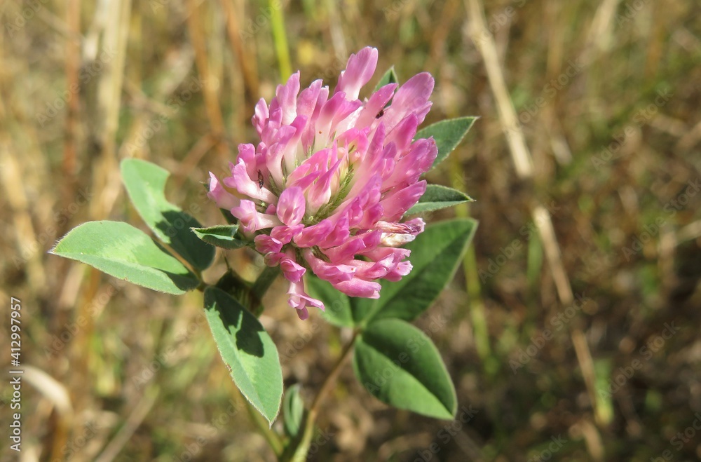 Purple clover flower in the meadow, closeup Purple clover flower in the meadow, closeup