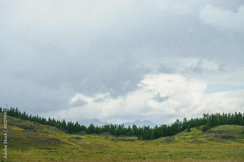 Beautiful green scenery with forest edge on hills against mountains silhouettes on horizon under cloudy sky. Atmospheric mountain landscape with forest hills and silhouettes of mountains in cloudy sky