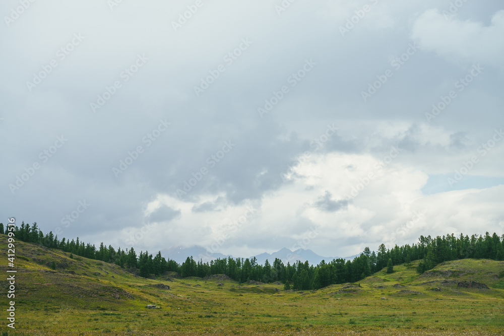 Beautiful green scenery with forest edge on hills against mountains silhouettes on horizon under cloudy sky. Atmospheric mountain landscape with forest hills and silhouettes of mountains in cloudy sky Beautiful green scenery with forest edge on hills against mountains silhouettes on horizon under cloudy sky. Atmospheric mountain landscape with forest hills and silhouettes of mountains in cloudy sky
