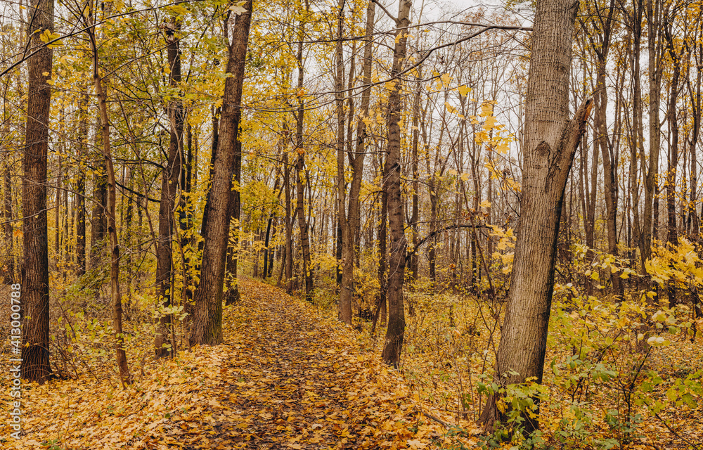 Fototapeta premium Autumn forest with falling leaves, Czech Republic