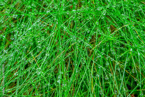 Fresh gree graas with rain drops, Czech Republic