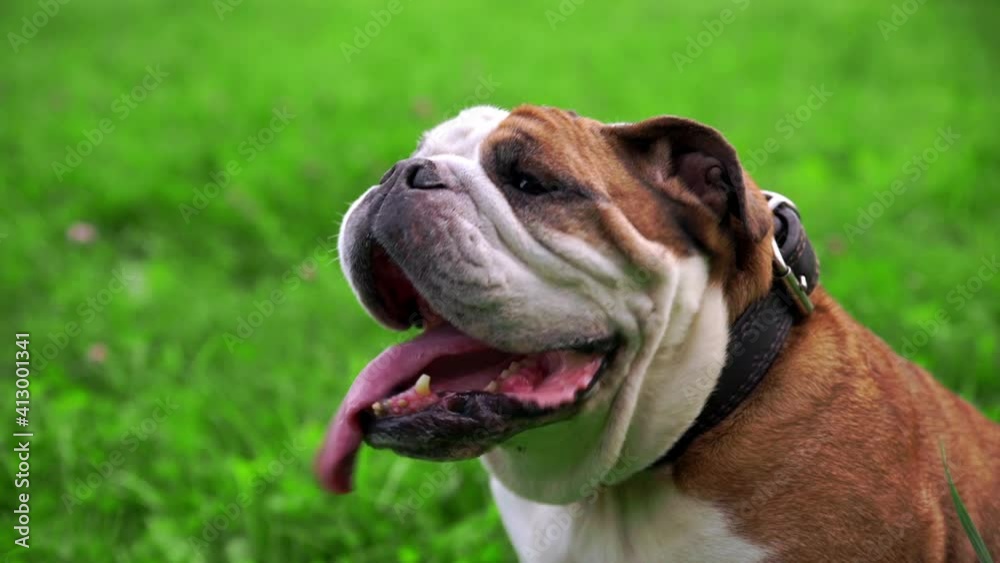 Young male English bulldog portrait sitting on the grass and breathing with open mouth. Purebred happy cute dog. Domestic animal and pet concept. Funny doggy at summer park. Young male English bulldog portrait sitting on the grass and breathing with open mouth. Purebred happy cute dog. Domestic animal and pet concept. Funny doggy at summer park.