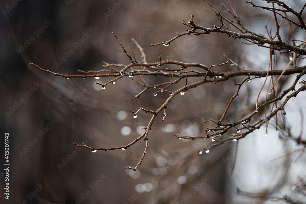 (Selective focus) Stunning view of some drops of water falling from some pine tree branches during a rainy day.