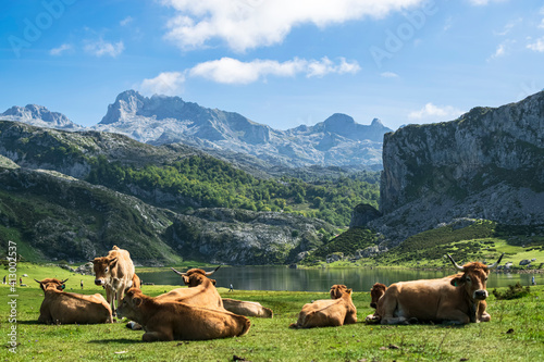Bild auf Leinwand Herd of cows relaxing by Lake Ercina in an idyllic picture