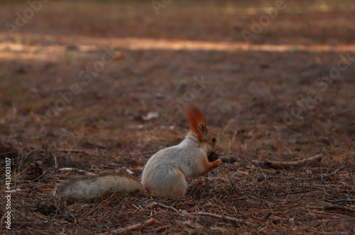 Cute red squirrel carrying nut in forest